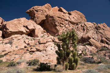 Whitney Pocket, Nevada, USA