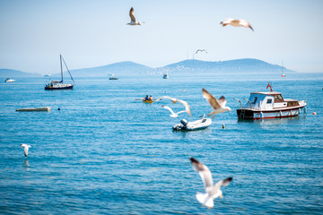 Sea view with seagulls and boats in Istanbul