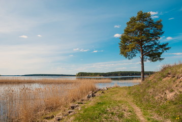 Fototapeta na wymiar Landscape with pines on the shores of Lake Seliger