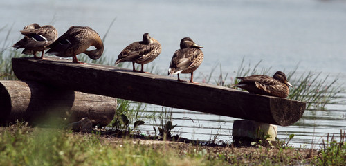 Many ducks sitting on a log near in the pond