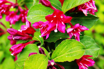 Rote Blumen - Natur - sch&ouml;n 