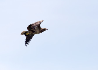 Eagle in the sky