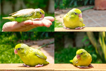 Pacific Parrotlet, Forpus bird