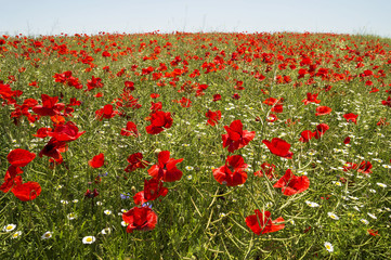Red poppies field