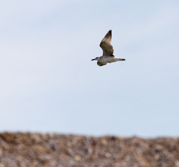 Seagull in the sky