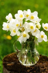 White anemones in glass jar on old stump in meadow