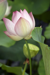 Lotus
