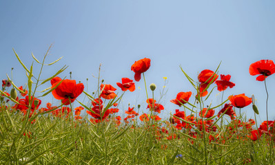 Red poppies field