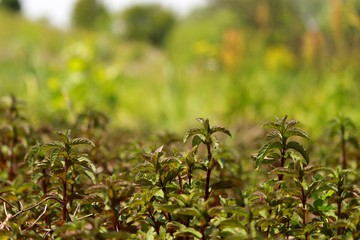 Мята утопает в зелени дачи