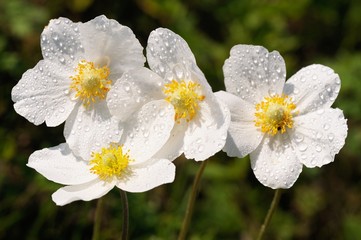 Group of wild white anemones in meadow