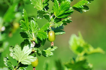 Fototapeta premium Fresh Green Gooseberries On A Branch Of Gooseberry Bush