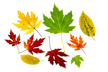 collection of colorful autumn leaves isolated on white backgroun