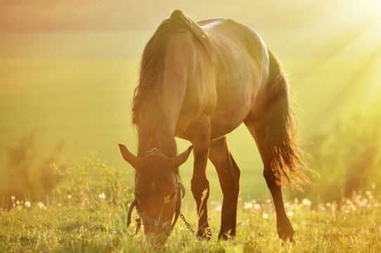 Photo horse backlit