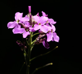 purple flower on a black background. close