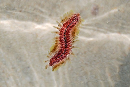 Polychaetes in seawater Koh Samet (Thailand)