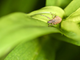 a beetle on a green leaf. close