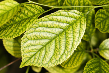 leaf in the nature. close