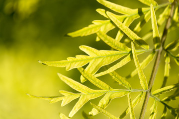 leaf in the nature. close
