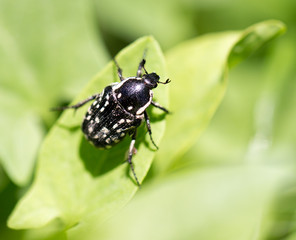 a beetle on a green leaf. close