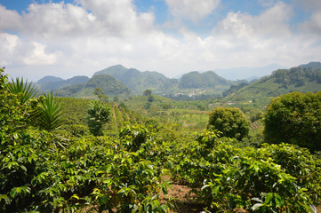 Fototapeta na wymiar Coffee plantations in the highlands of western Honduras. Central America