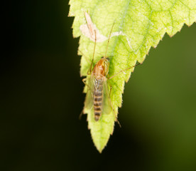 Mosquito in nature. close