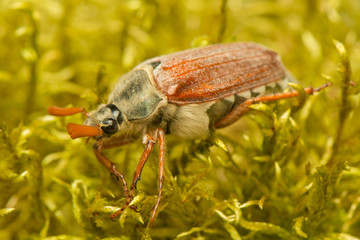 Melolontha melolontha