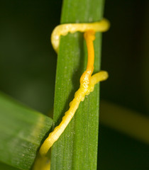 Dodder (Genus Cuscuta) is a parasitic plant that is totally dependent on other host plants for survival