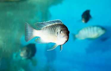 Plakat fish in an aquarium