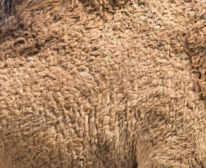 background camel wool