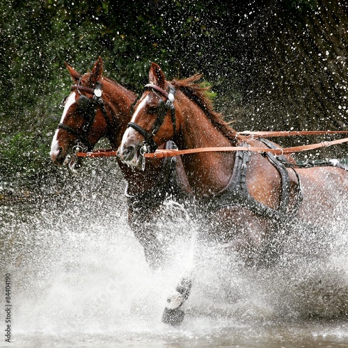 "Horses running through the river" Fotos de archivo e imágenes libres