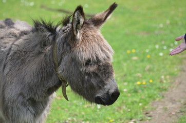 Naklejka na ściany i meble donkey in meadow