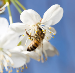 bee on a white flower on a tree