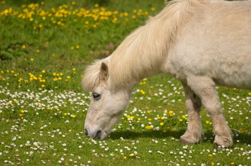 Naklejka na ściany i meble white pony in meadow