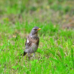 turdus pilaris bird