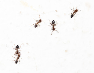 ants on a white wall