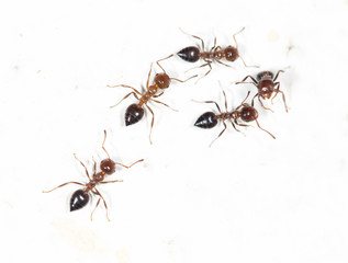 ants on a white wall