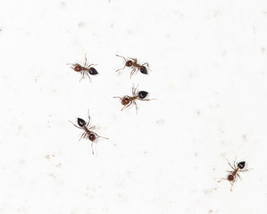 ants on a white wall