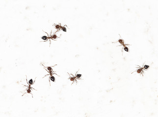 ants on a white wall