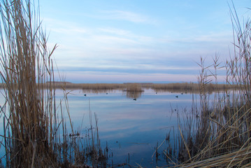 a lake with reeds at dawn in the autumn