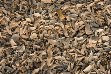 Some autumn leaves on the wood's ground.