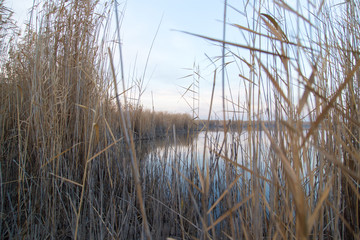 a lake with reeds at dawn in the autumn