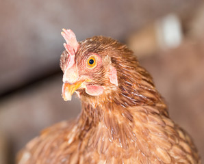 Red Chicken Head Close-Up