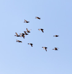 flock of birds in the sky