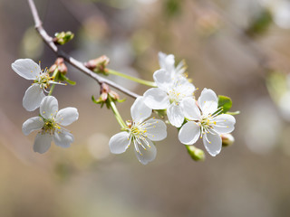 white flowers on the tree in nature
