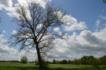 Fototapeta na wymiar lonely tree in meadow