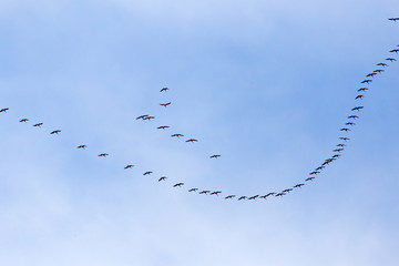 a flock of swans on the blue sky