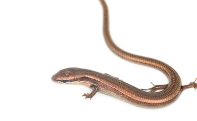 lizard on a white background