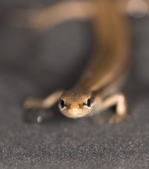 lizard on black