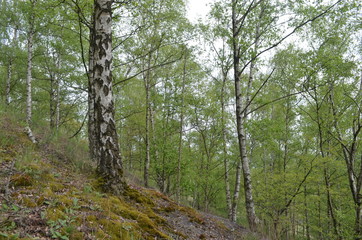 Young birch forest on a spoil tip