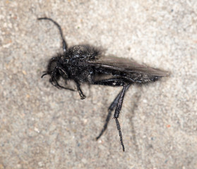 Mosquito in nature. close